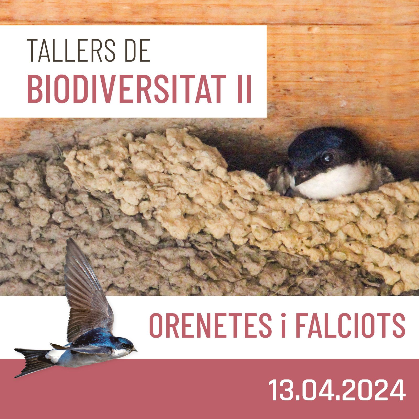 Tallers de Biodiversitat (II) – Orenetes i falciots