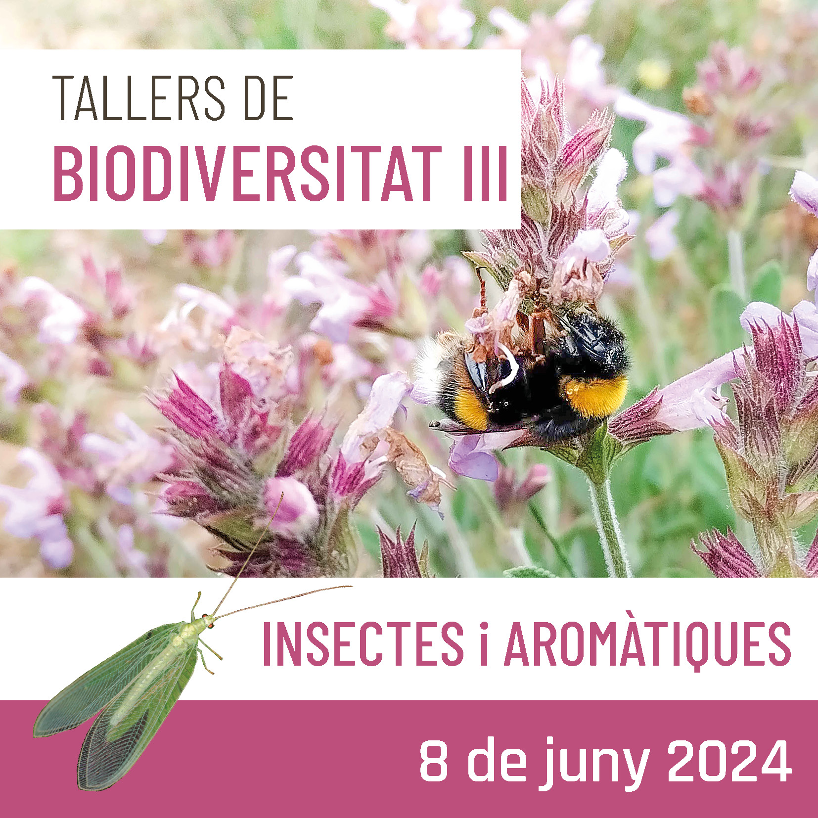 Tallers de Biodiversitat (III) – Insectes i aromàtiques