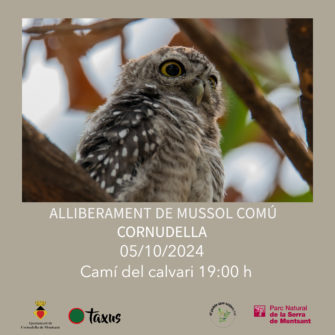 Alliberament de mussols