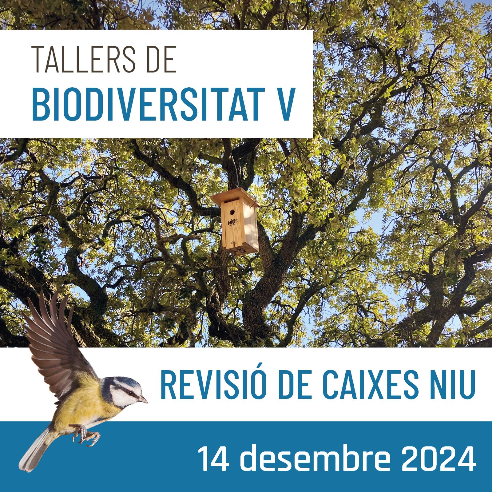 Tallers de biodiversitat (V) – Revisió i manteniment de caixes niu