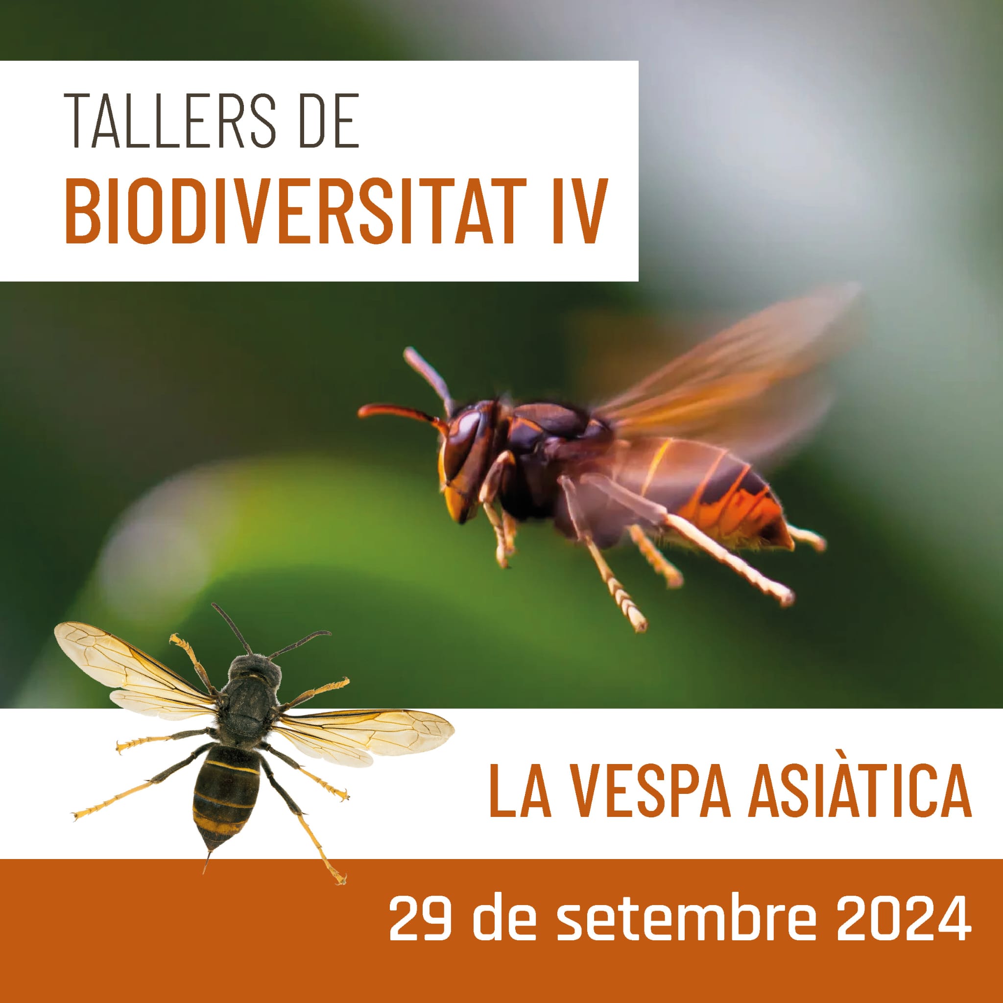 Tallers de biodiversitat (IV) – La vespa asiàtica
