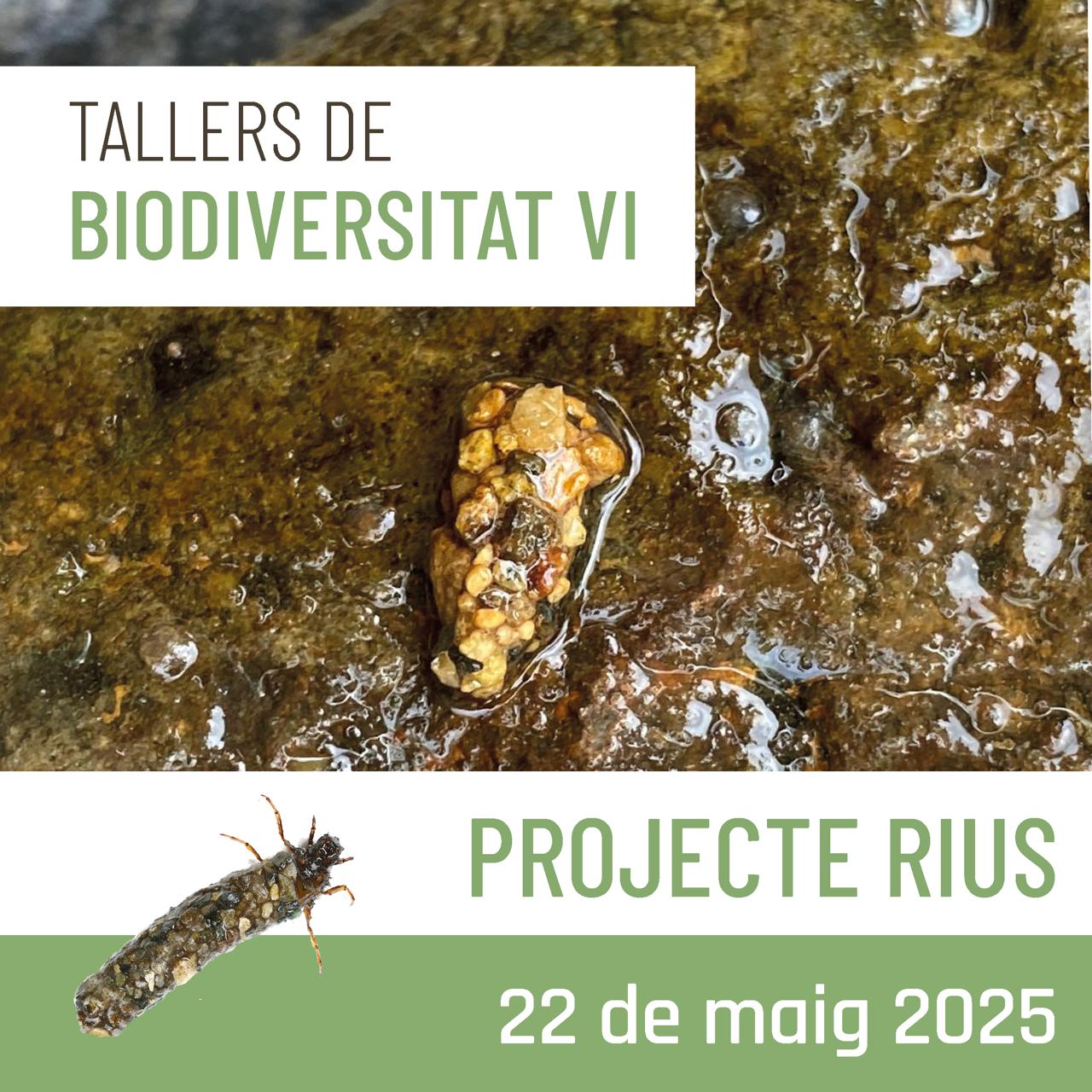 Tallers de biodiversitat (VI) – Projecte Rius