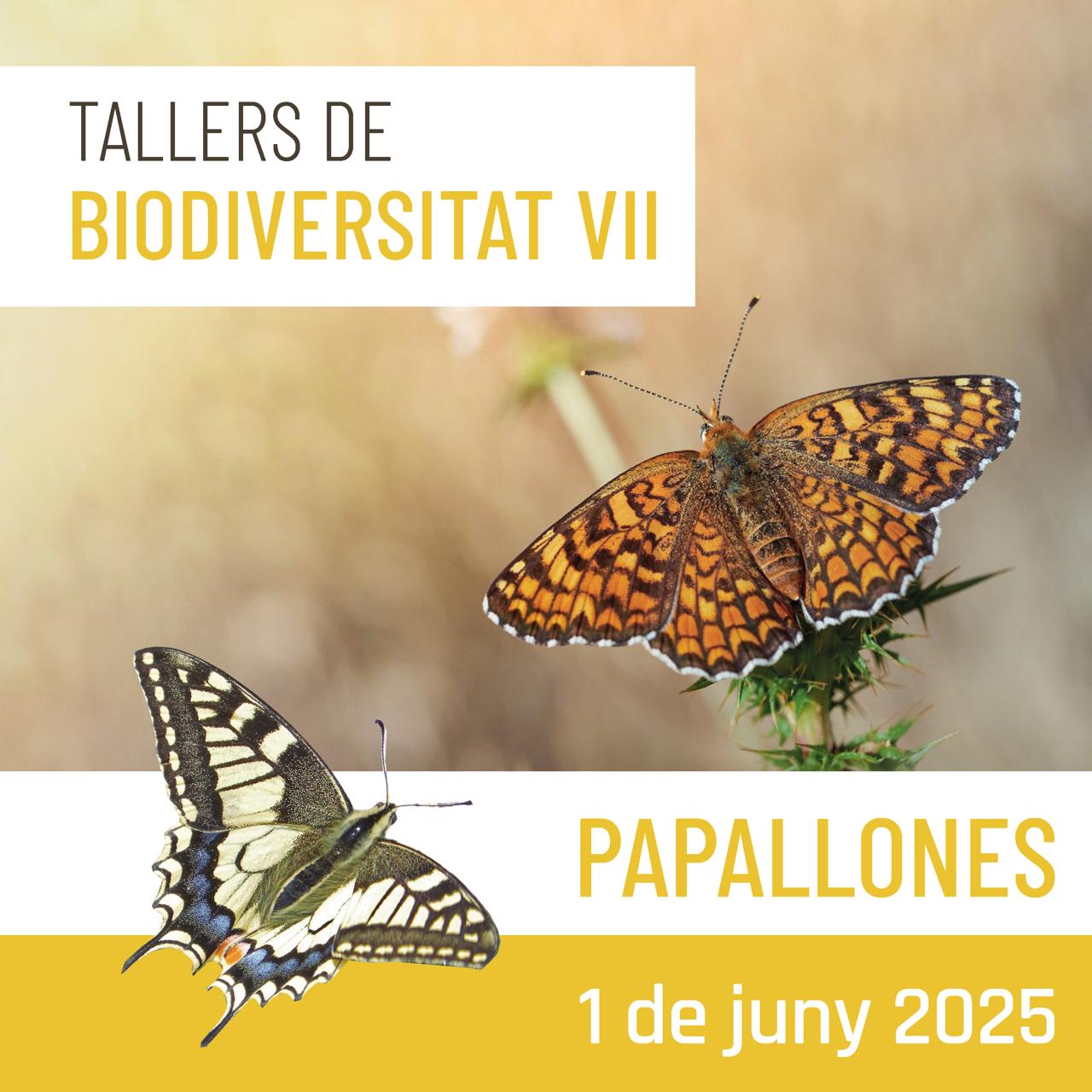 Tallers de biodiversitat (VII) – Papallones